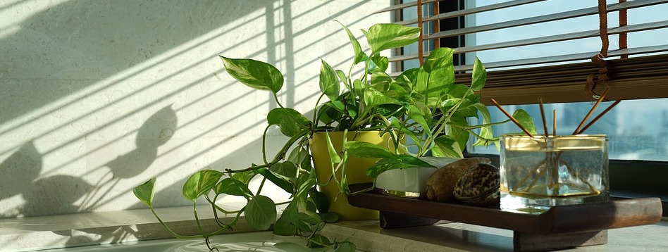 Indian money plant and air cleansing plant
